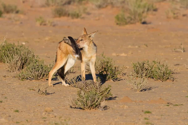 En svart backas jackal lek med stor fjäder i torr öken ha — Stockfoto