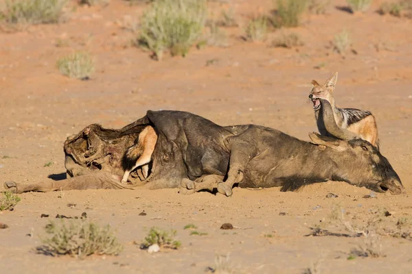 Faim deux noir soutenu chacal manger sur un creux carcasse dans l ' — Photo