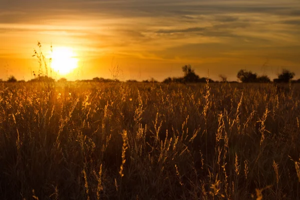 Pôr do sol dourado através de grama seca kalahari com linda laranja e — Fotografia de Stock