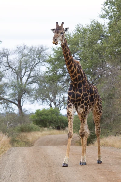 Old dark giraffe slowly crossing a road in nature — Stock Photo, Image