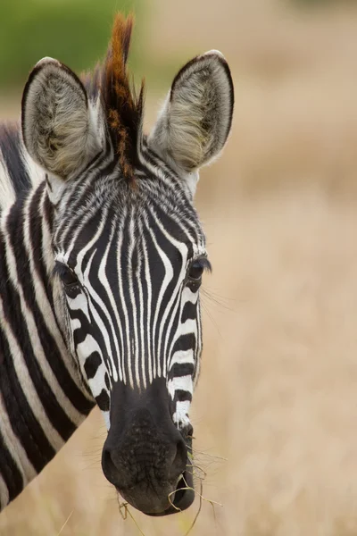 Zebra portrait in nature lovely detail soft light — Stock Photo, Image