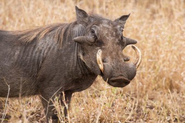 Old warthog standing in dry grass looking for something green clipart