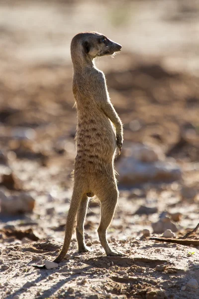 Suricate sentry standing in the early morning sun looking for po — Stock Photo, Image