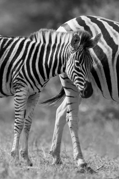 Zebra mare and foal standing close together in bush for safety a — Stock Photo, Image