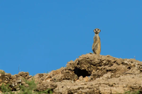 Suricate sentry standing in the early morning sun looking for po — Stock Photo, Image