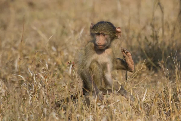 Cute baby baboon sit in brown grass learning about nature what t — Stock Photo, Image