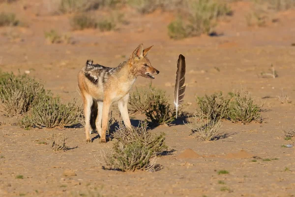 One Black backed jackal play with large feather in dry desert ha — Stock Photo, Image