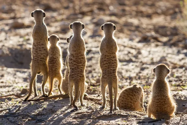 Suricate családi állt a kora reggeli napfény keres po — Stock Fotó