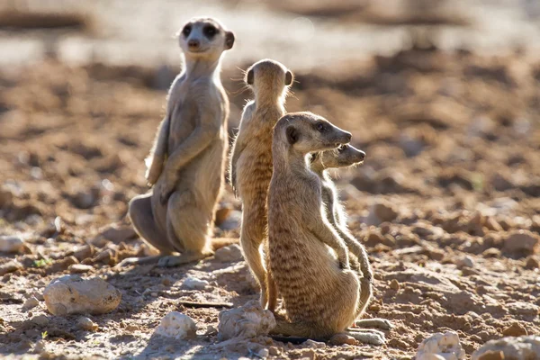 Suricate family standing in the early morning sun looking for po — Stock Photo, Image