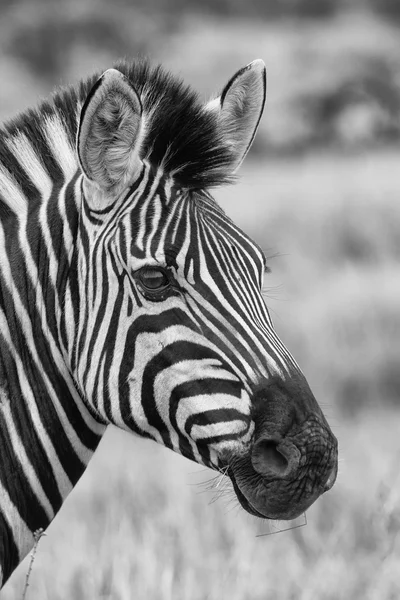 Zebra portrait in nature lovely detail artistic converion — Stock Photo, Image