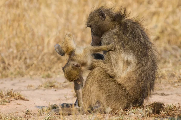 Baboon family play to strengthen bonds and having fun nature — Stock Photo, Image