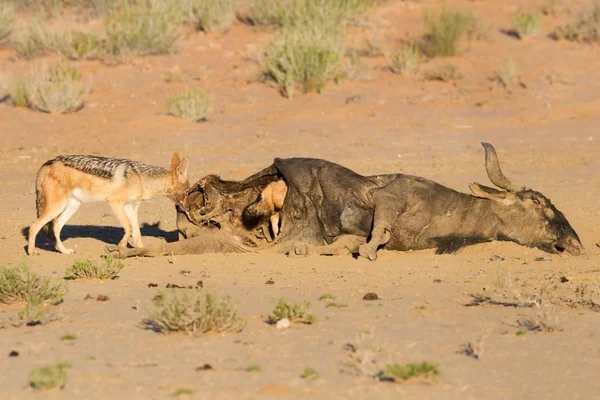 หิวสองสีดําสนับสนุน jackal กินบนซากกลวงใน — ภาพถ่ายสต็อก