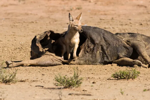 Hungry Black backed jackal eating on a hollow carcass in the des — Stock Photo, Image