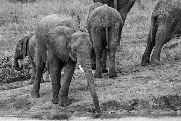 Young elephant drink water with long trunk artistic conversion