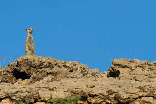 Suricate sentry standing in the early morning sun looking for po — Stock Photo, Image