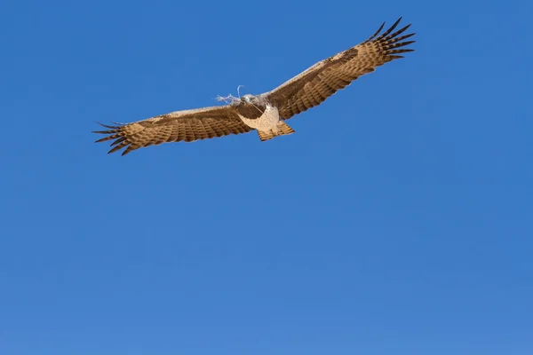 Majestueuze martial eagle vliegen bedrijf branch voor nest in blauwe ka — Stockfoto