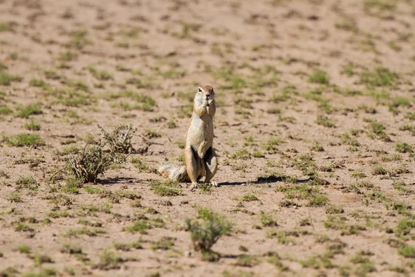 Cute ground squirrel searching for food in dry Kgalagadi desert — Stock Photo, Image