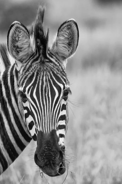 Zebra portrait in nature lovely detail artistic converion — Stock Photo, Image