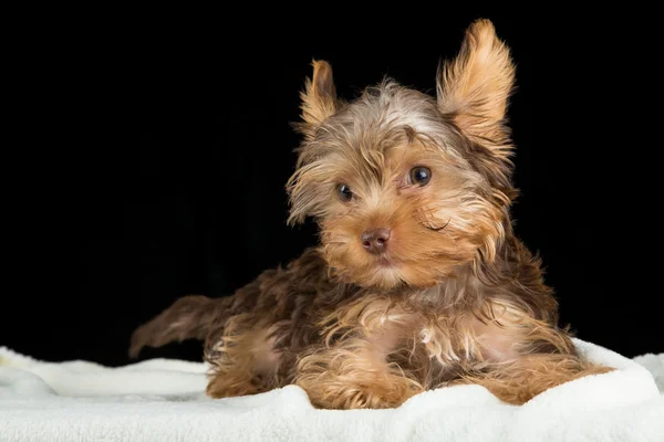 Cute brown Yorkshire terrier in a bed of white blanket against b — Stock Photo, Image