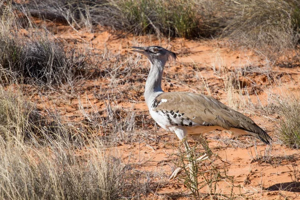 Kori Bustard, full body shot of the heaviest flying bird in the — Stock Image Kori Bustard, full body shot of the heaviest flying bird in the Stock Image