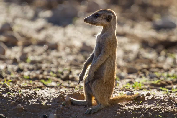 Centinela suricata de pie en el sol de la madrugada buscando po — Foto de Stock