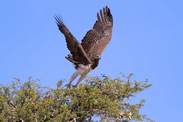 Majestuoso águila marcial despegar de árbol de espinas para cazar azul Kal — Foto de Stock