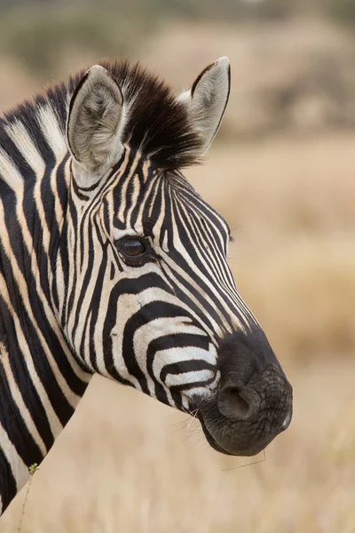 Zebra porträtt i naturen härlig detalj mjukt ljus — Stockfoto