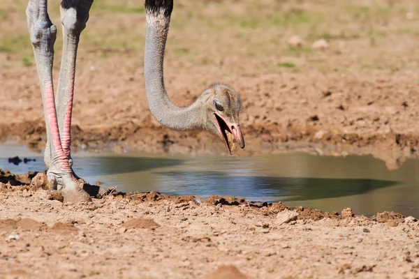 Autruche mâle à la recherche de nourriture près d'un trou d'eau terre sèche — Photo