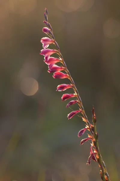 Fina röda vilda lily bakgrundsbelyst i tidig morgonsolen — Stockfoto