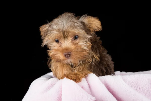 Cute brown Yorkshire terrier in a bed of pink blanket against bl — Stock Photo, Image