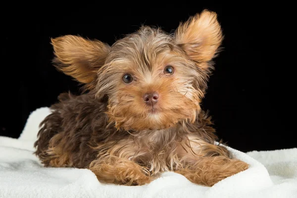 Cute brown Yorkshire terrier in a bed of white blanket against b — Stock Photo, Image