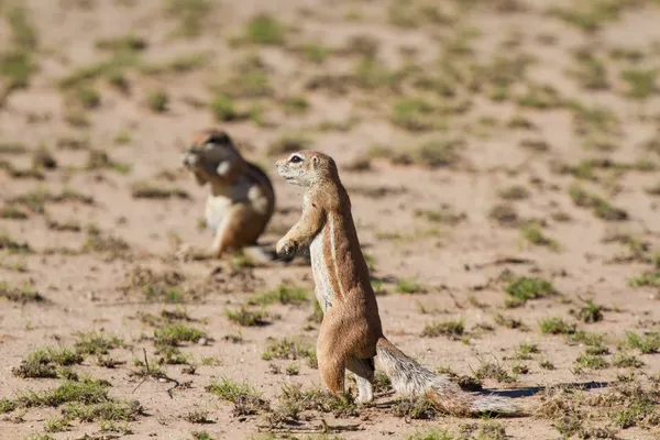 Linda ardilla de tierra buscando comida en el desierto seco de Kgalagadi — Foto de Stock