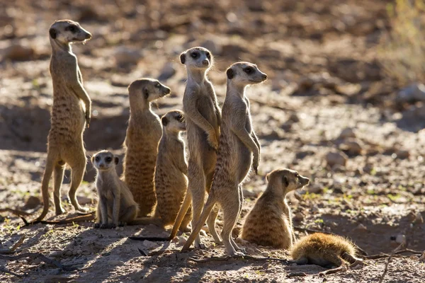 Suricate family standing in the early morning sun looking for po — Stock Photo, Image