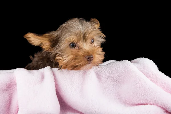 Pembe battaniye bl karşı bir yatakta Cute kahverengi yorkshire korkunç — Stok fotoğraf