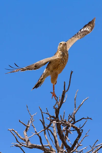 少年苍白诵经苍鹰从狩猎树栖木上起飞 — 图库照片