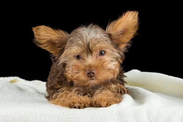 Cute brown Yorkshire terrier in a bed of white blanket against b — Stock Photo, Image