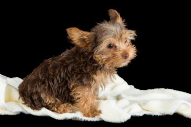 b karşı beyaz battaniye bir yatakta Cute kahverengi yorkshire korkunç