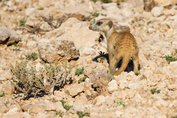 Suricate kaivaa ruokaa aavikon hiekkaa aikaisin aamulla aurinko — kuvapankkivalokuva