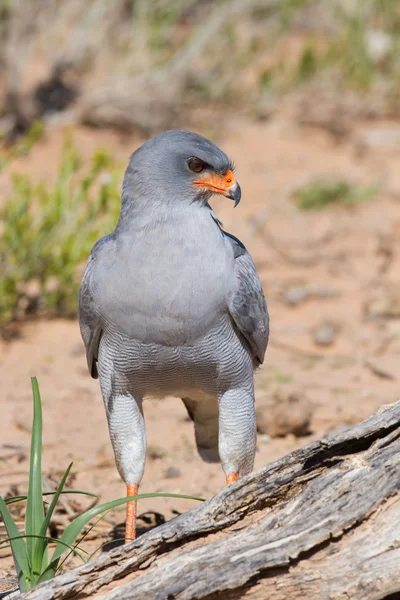 Pálido cantando Goshawk alimentando-se de duna de areia vermelha entre grama seca i — Fotografia de Stock