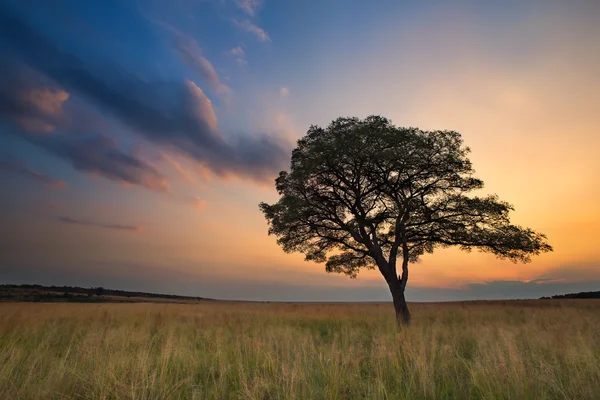 可爱的 grasland 夕阳与树和鲜艳的颜色云 — 图库照片