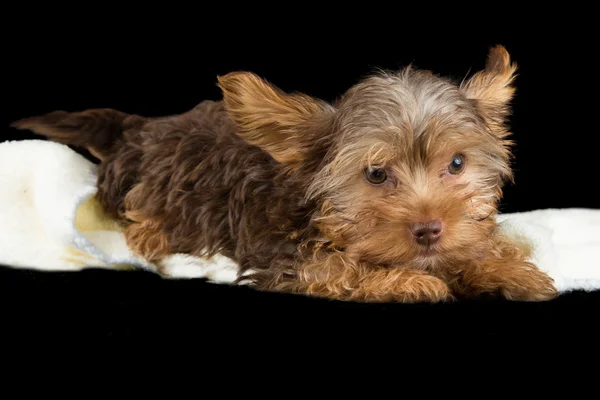 Cute marrom Yorkshire terrier em uma cama de cobertor branco contra b — Fotografia de Stock