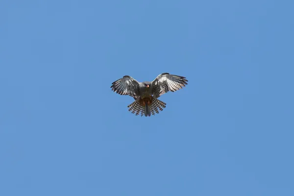 Amoer falcon met rood voedsel hover tijdens de vlucht te jagen voor bidden — Stockfoto