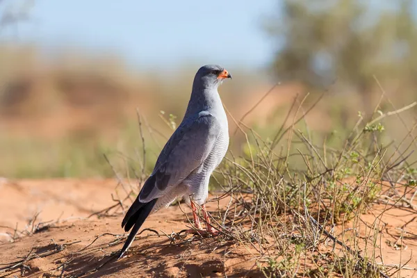 Autour de palombe chantante pâle se nourrissant sur une dune de sable rouge parmi l'herbe sèche i — Photo