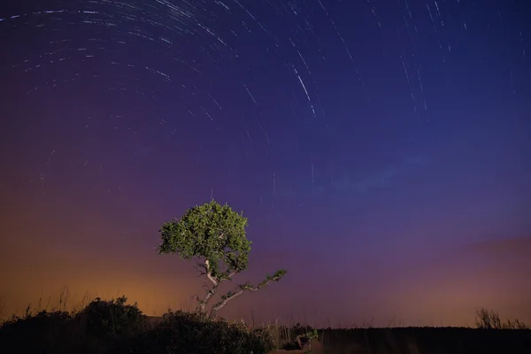 Star trails at night and tree in foreground painted with light — Stock Photo, Image