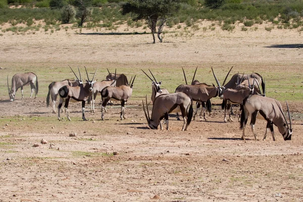 Durstiges Oryx-Trinkwasser am Teich in heißer und trockener Wüste — Stockfoto