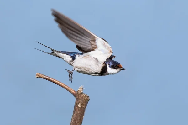 Close-up of a white-throated swallow take off from wood perch — Stock Photo, Image