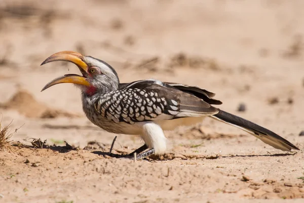 Gelbschnabelhornvogel graben in trockener Kalahari nach Insekten — Stockfoto