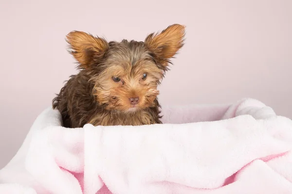 Cute brown Yorkshire terrier in a bed of pink blanket against so — Stock Photo, Image