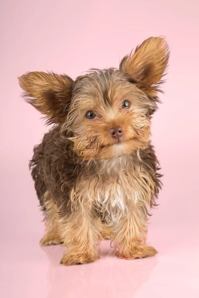 Yorkshire Terrier cachorro de pie en el estudio buscando inquisitivo p — Foto de Stock