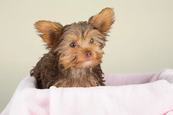Söt brun yorkshire terrier i en bädd av rosa filt mot vara — Stockfoto